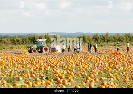 King's Lynn, Norfolk, Regno Unito. Il 26 settembre 2015. Meteo REGNO UNITO - una bella giornata di sole consente la raccolta di ciò che è previsto per essere una buona qualità del raccolto di zucca per arrivare ai negozi in tempo per la festa di Halloween in data 31 ottobre. Si prevede di rimanere domani soleggiato con abbondanza di bel tempo all' inizio della settimana prossima. Credito: SJ Immagini/Alamy Live News Foto Stock