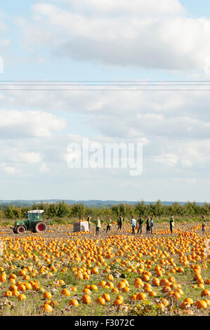 King's Lynn, Norfolk, Regno Unito. Il 26 settembre 2015. Meteo REGNO UNITO - una bella giornata di sole consente la raccolta di ciò che è previsto per essere una buona qualità del raccolto di zucca per arrivare ai negozi in tempo per la festa di Halloween in data 31 ottobre. Si prevede di rimanere domani soleggiato con abbondanza di fime meteo all' inizio della settimana prossima. Credito: SJ Immagini/Alamy Live News Foto Stock