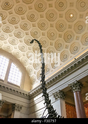 Il Museo Americano di Storia Naturale, NYC Foto Stock