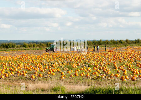 King's Lynn, Norfolk, Regno Unito. Il 26 settembre 2015. Meteo REGNO UNITO - una bella giornata di sole consente la raccolta di ciò che è previsto per essere una buona qualità del raccolto di zucca per arrivare ai negozi in tempo per la festa di Halloween in data 31 ottobre. Si prevede di rimanere domani soleggiato con abbondanza di fime meteo all' inizio della settimana prossima. Credito: SJ Immagini/Alamy Live News Foto Stock