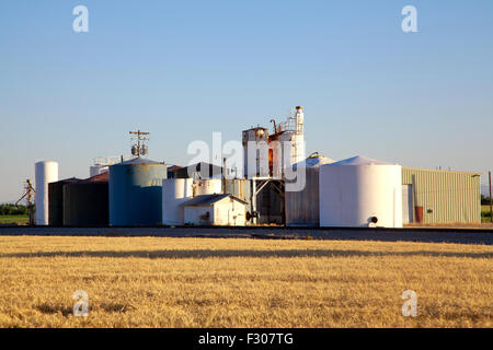 Agricolo di impianto di trasformazione nel campo di grano,l'estate tramonto, USA, 2015. Foto Stock