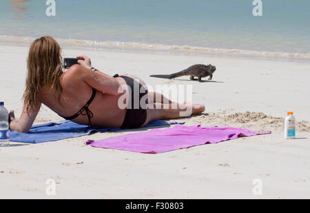 Donna prendendo foto di iguana Marina sulla spiaggia Tortuga Bay, Isola di Santa Cruz, Isole Galapagos Foto Stock