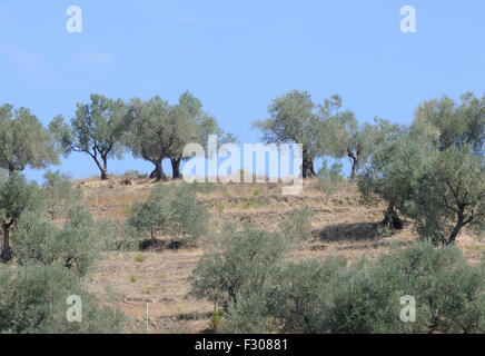 Alberi di ulivo crescono sulle terrazze, costruita durante il periodo comunista , sulle piste al di sotto di Berat castello. Berat, Albania. Foto Stock