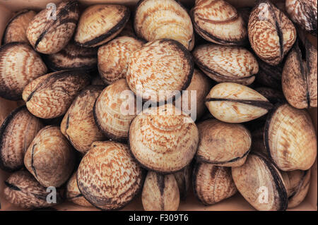 Chamelea gallina conchiglie di mare Foto Stock