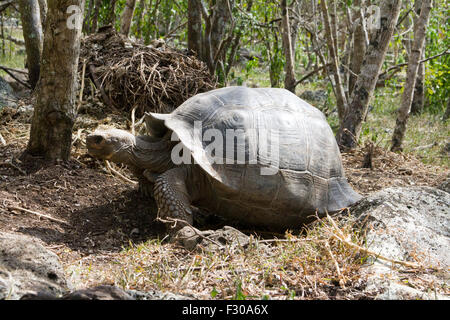 La tartaruga gigante nelle Highlands di isola Floreana, Isole Galapagos Foto Stock