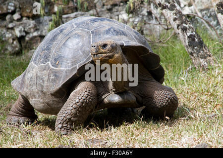 La tartaruga gigante nelle Highlands di isola Floreana, Isole Galapagos Foto Stock