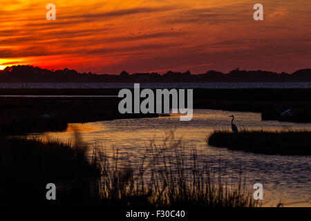 Assateague Island, Berlin Maryland USA Foto Stock