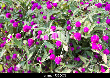 Amaranto a globo o Gomphrena globosa bellissimi fiori Foto Stock