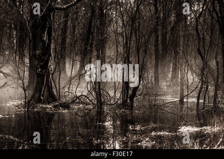 Dark Misty Cypress Swamp Foto Stock