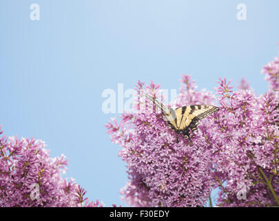 Tiger coda forcuta butterfly papilio glaucas su viola lillac tree Foto Stock