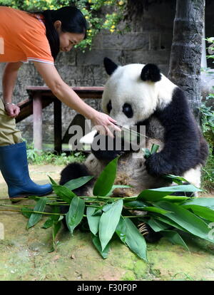 Pechino, la Cina della provincia del Fujian. Xxv Sep, 2015. Costitutore alimenta il panda gigante "Ba Si' in un panda gigante Research Center di Fuzhou, capitale del sud-est della Cina di provincia del Fujian, Sett. 25, 2015. Ba Si, equivalente di oltre 130 anni di età umana, è la più antica del panda gigante cinese in terraferma e avrebbe festeggiato il suo trentacinquesimo compleanno in novembre. © Zhang Guojun/Xinhua/Alamy Live News Foto Stock