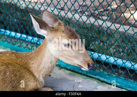 Il Porco cervo (Hyelaphus porcinus) in zoo di Nong Nooch giardino tropicale, Pattaya, Thailandia Foto Stock