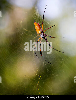 Golden Orb Spider Columbia nella Carolina del Sud, Foto Stock