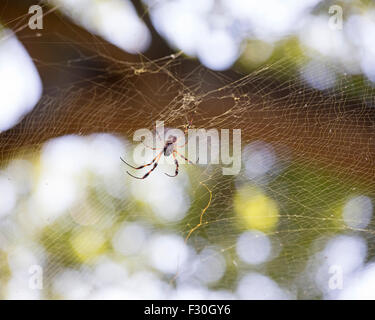 Golden Orb Spider Columbia nella Carolina del Sud, Foto Stock