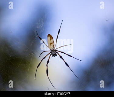 Golden Orb Spider Columbia nella Carolina del Sud, Foto Stock