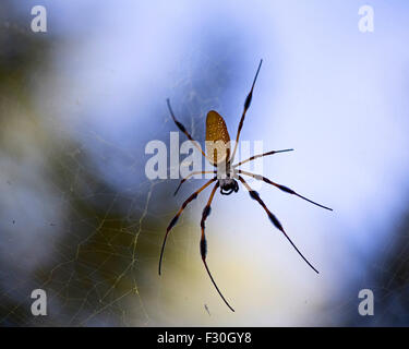 Golden Orb Spider Columbia nella Carolina del Sud, Foto Stock