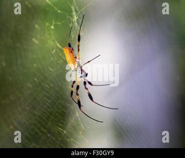 Golden Orb Spider Columbia nella Carolina del Sud, Foto Stock