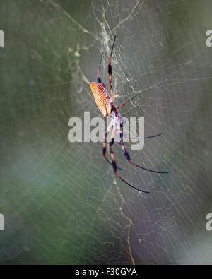 Golden Orb Spider Columbia nella Carolina del Sud, Foto Stock