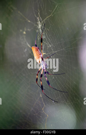 Golden Orb Spider Columbia nella Carolina del Sud, Foto Stock