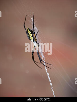 Golden Orb Spider Columbia nella Carolina del Sud, Foto Stock