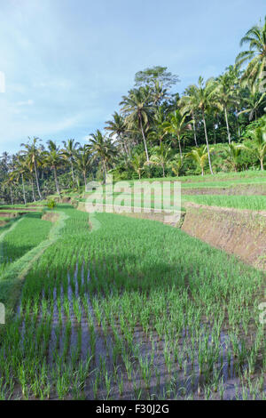 Terrazze di riso all'entrata di Gunung Kawi Tempio Tampaksiring, Bali, Indonesia Foto Stock