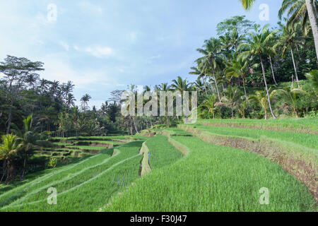 Terrazze di riso all'entrata di Gunung Kawi Tempio Tampaksiring, Bali, Indonesia Foto Stock