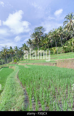 Terrazze di riso all'entrata di Gunung Kawi tempio complesso, Tampaksiring, Bali, Indonesia Foto Stock