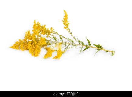 Verga d'oro Solidago virgaurea fiore isolato su sfondo bianco Foto Stock