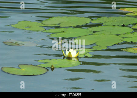 Fiore bianco di Nymphaea alba sulla superficie di stagno Foto Stock