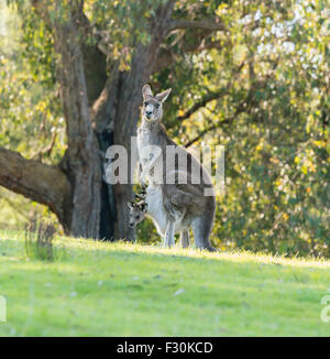 Kangaroo madre con bambino joey Foto Stock