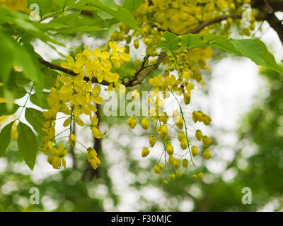 Splendida fioritura giallo Golden Shower Tree, (Cassia fistola) Foto Stock