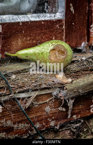 Marciume pera su un legno marcio davanzale Foto Stock