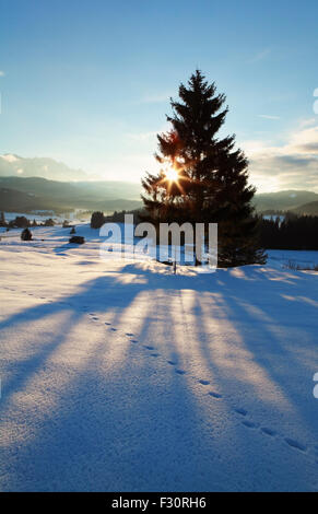 Raggi di sole dietro ad albero di abete rosso in inverno Alpi, Germania Foto Stock