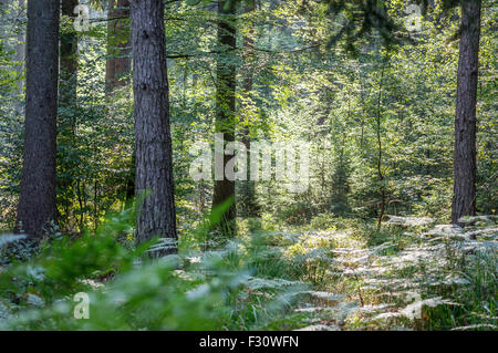 Wild Misto bosco di abete rosso nel primo mattino estate al sole della candela di Bassa Slesia Polonia Foto Stock