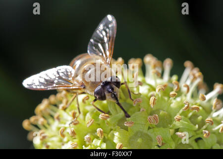 Close-up, foto macro di una mosca alimentazione su un fiore di edera. Foto Stock