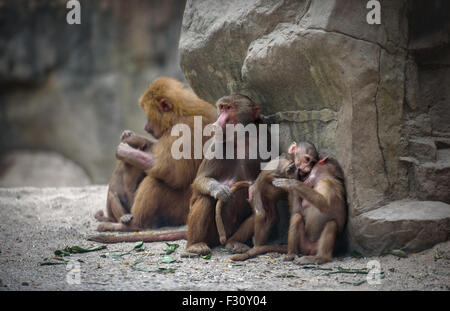 Famiglia di babbuino Hamadryas scimmie con i suoi bambini a riposo Foto Stock