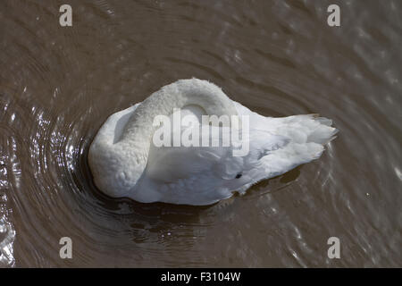 Cigno preening sotto la sua ala Foto Stock