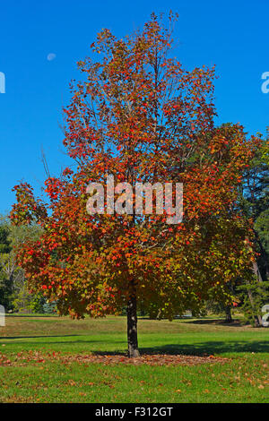 Un albero di acero in autunno colorato fogliame sotto i cieli di mattina. Foto Stock