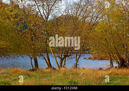 Alberi in autunno colori vicino al Fiume Potomac presso il canale storico parco nazionale. Foto Stock