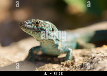 Ritratto di una lucertola da muro di Ibiza (Podarcis pityusensis formenterae), endemismo dell'isola di Formentera (Isole Pityusic, Isole Baleari, Spagna) Foto Stock