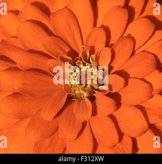 Red impatiens fiore Foto Stock