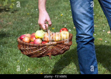 Un uomo porta le mele nel cestello, cesto di vimini raccolto autunnale, raccolti di frutta fresca Foto Stock