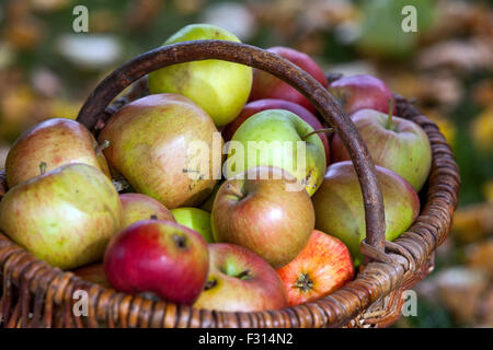 Le mele in cesto cesto in vimini raccolto autunnale frutti raccolti Foto Stock