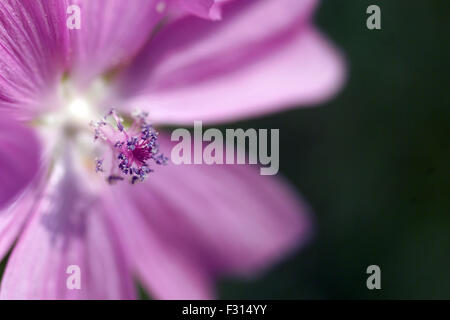 Cranesbill / Geranium asphodeloides Foto Stock