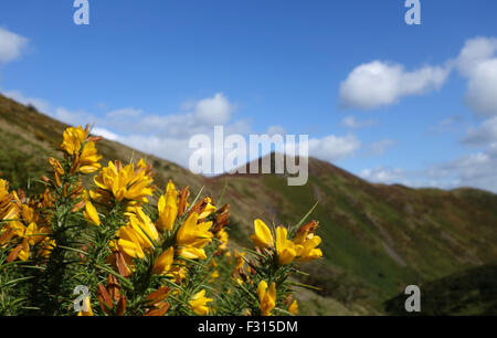 Wild giallo ginestre in fiore fioritura sulla lunga Mynd hills Shropshire Regno Unito Ulex Europaeus Foto Stock