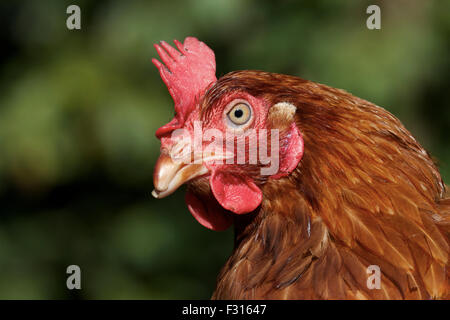 Batteria Rehomed gallina. Regno Unito Foto Stock