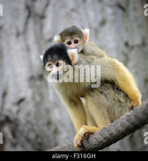 Nero-capped Scimmia di scoiattolo con il suo piccolo grazioso baby in zoo Foto Stock