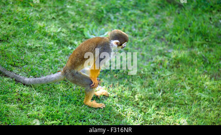 Scimmia di scoiattolo in piedi in un divertente pongono cercando qualcosa Foto Stock