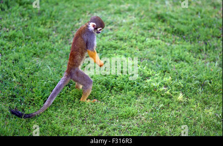 Funny saimiri monkey cercando qualcosa sul terreno Foto Stock