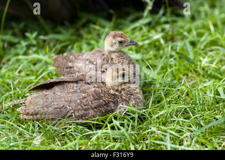 Peachicks in erba Foto Stock